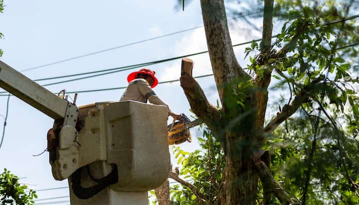 A tree care & maintenance professional wearing an orange safety hat