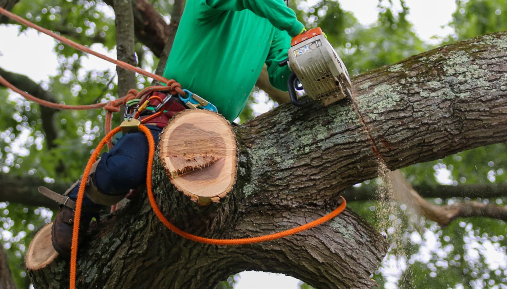 A tree removal expert in Bristol, Connecticut wearing a green sweater
