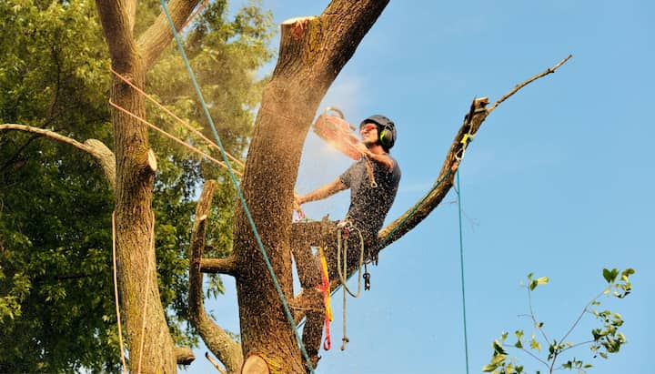 A professional tree removal contractor sits on branch in Bristol, Connecticut