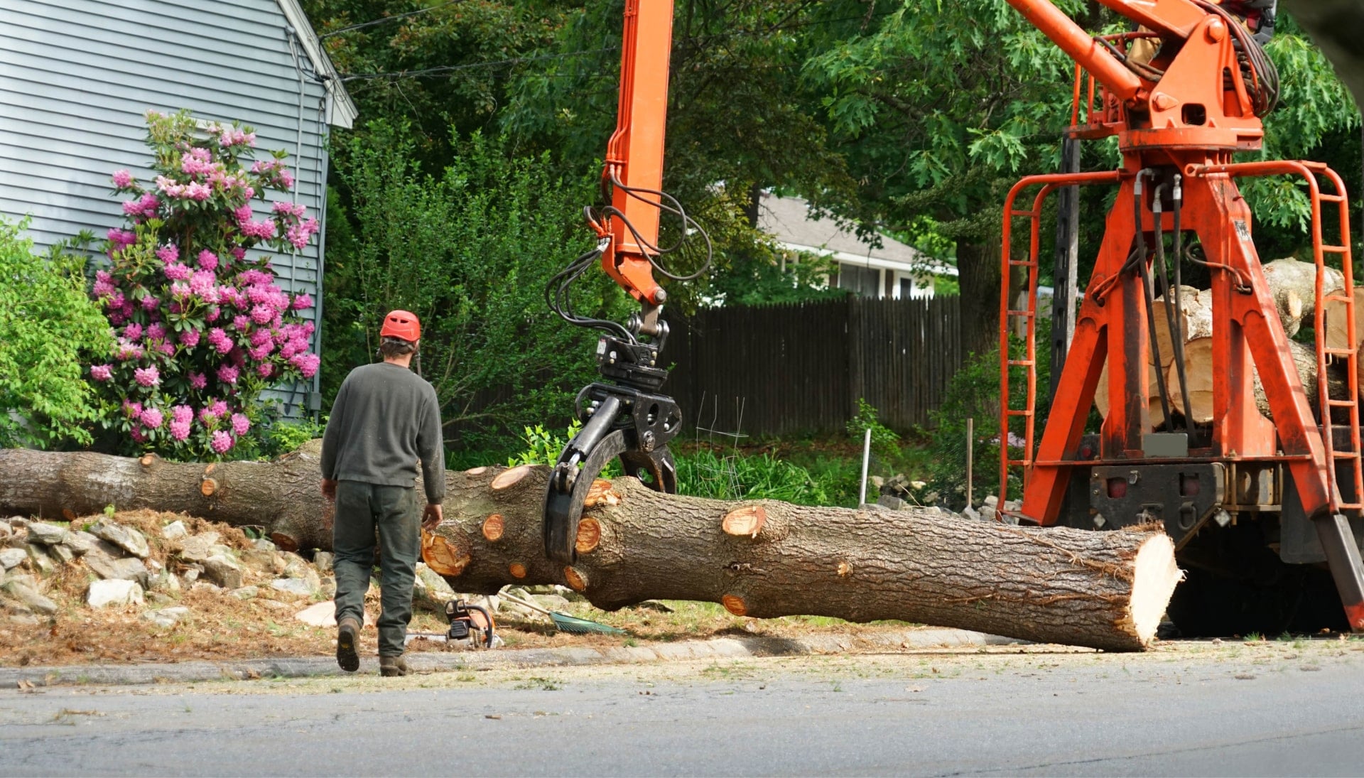 A professional tree removal expert in Bristol, Connecticut has chopped down old tree