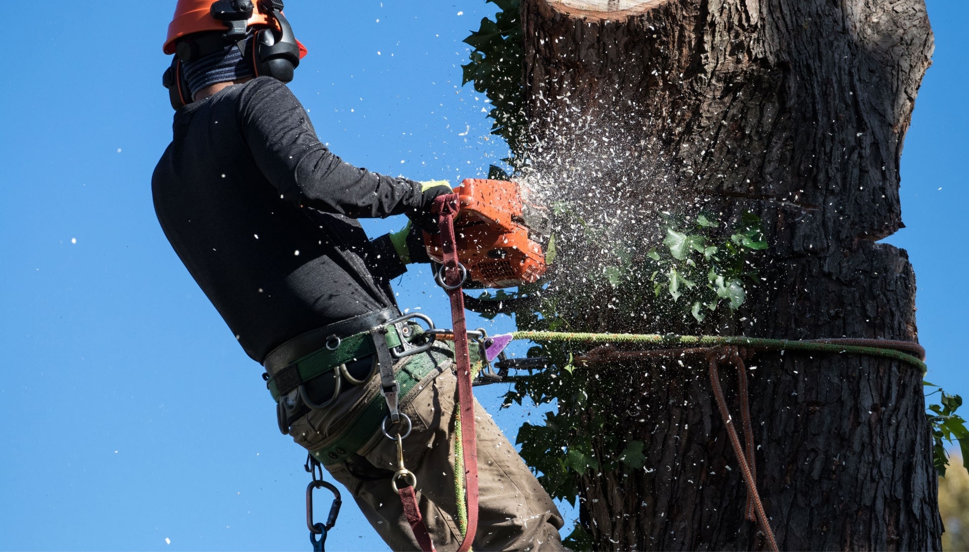 A tree removal solutions expert in Bristol, Connecticut