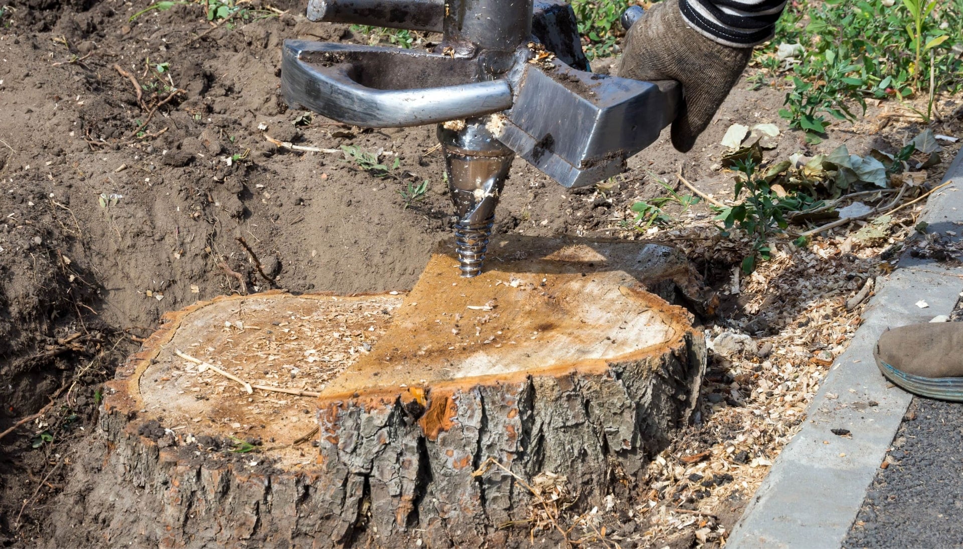 A stump grinding project underway by expert in Bristol, Connecticut